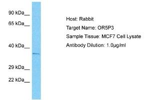 Host: Rabbit Target Name: OR5P3 Sample Type: MCF7 Whole Cell lysates Antibody Dilution: 1. (OR5P3 anticorps  (C-Term))