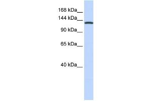 WB Suggested Anti-VARS Antibody Titration:  0. (VARS anticorps  (Middle Region))