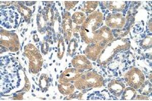 Immunohistochemical staining (Formalin-fixed paraffin-embedded sections) of human kidney with APOBEC3D polyclonal antibody  at 4-8 ug/mL working concentration. (APOBEC3D anticorps  (N-Term))