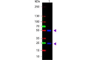 Western Blot of ATTO 488 conjugated Goat anti-Mouse IgG Pre-adsorbed secondary antibody. (Chèvre anti-Souris IgG (Heavy & Light Chain) Anticorps (Atto 488) - Preadsorbed)