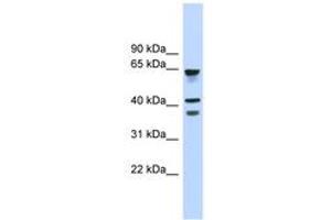 Image no. 1 for anti-G Protein-Coupled Receptor 27 (GPR27) (AA 143-192) antibody (ABIN6744840) (GPR27 anticorps  (AA 143-192))