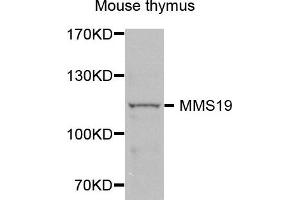 Western blot analysis of extracts of Mouse thymus cells, using MMS19 antibody. (MMS19 anticorps)