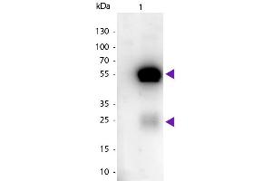 Western blot of Peroxidase Conjugated Sheep Anti-Rabbit IgG secondary antibody. (Mouton anti-Lapin IgG (Heavy & Light Chain) Anticorps (HRP))
