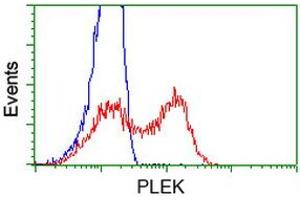 HEK293T cells transfected with either RC203780 overexpress plasmid (Red) or empty vector control plasmid (Blue) were immunostained by anti-PLEK antibody (ABIN2453482), and then analyzed by flow cytometry. (Pleckstrin anticorps)