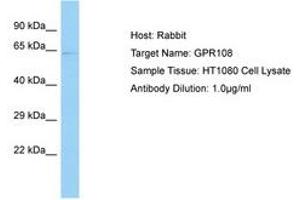 Image no. 1 for anti-G Protein-Coupled Receptor 108 (GPR108) (AA 174-223) antibody (ABIN6750102) (GPR108 anticorps  (AA 174-223))