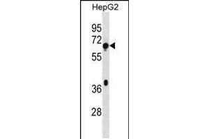 Western blot analysis in HepG2 cell line lysates (35ug/lane). (TBC1D3 anticorps  (AA 318-346))