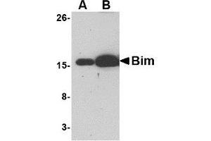 Western Blotting (WB) image for anti-BCL2-Like 11 (Apoptosis Facilitator) (BCL2L11) antibody (ABIN1031696) (BIM anticorps)