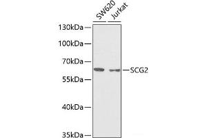 Western blot analysis of extracts of various cell lines using SCG2 Polyclonal Antibody at dilution of 1:1000. (SCG2 anticorps)
