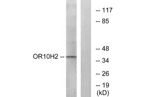 Western blot analysis of extracts from A549 cells, using OR10H2 antibody.