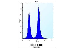 Flow cytometric analysis of Hela cells (right histogram) compared to a negative control cell (left histogram).