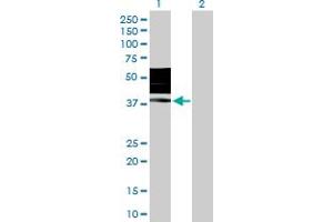 Western Blot analysis of KIR2DL3 expression in transfected 293T cell line by KIR2DL3 MaxPab polyclonal antibody.