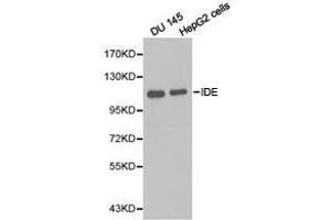 Western Blotting (WB) image for anti-Insulin-Degrading Enzyme (IDE) antibody (ABIN1873131) (IDE anticorps)
