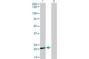 Western Blot analysis of COX4I2 expression in transfected 293T cell line by COX4I2 monoclonal antibody (M01), clone 1F2.