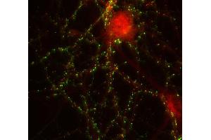 Indirect immunolabeling of PFA fixed rat hippocampus neurons with anti-shank 2 (dilution 1 : 500; red), counterstained with mouse anti-synapsin 1 (, dilution 1 : 500; green). (SHANK2 anticorps  (C-Term))