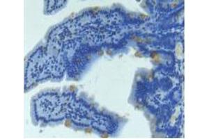 IHC-P analysis of Mouse Intestine Tissue, with DAB staining. (Angiopoietin 2 anticorps  (AA 19-147))