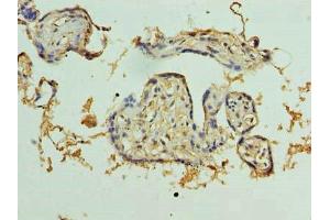 Immunohistochemistry of paraffin-embedded human placenta tissue using ABIN7163824 at dilution of 1:100 (PKD1L2 anticorps  (AA 1-306))