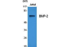 Western Blot (WB) analysis of specific cells using BMP-2 Polyclonal Antibody. (BMP2 anticorps  (Internal Region))