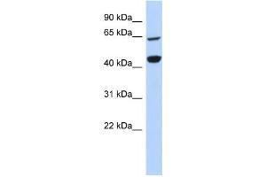 Western Blotting (WB) image for anti-Replication Factor C (Activator 1) 4, 37kDa (RFC4) antibody (ABIN2458986) (RFC4 anticorps)
