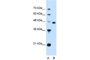 PA2G4 antibody (20R-1262) used at 0. (PA2G4 anticorps  (Middle Region))