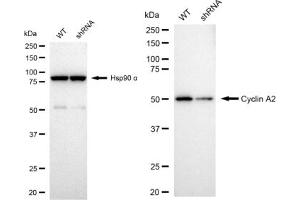 Western blotting analysis using Cyclin A2 antibody (ABIN7798186).