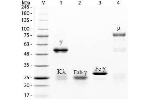 SDS-PAGE of Rabbit IgG Whole Molecule Fluorescein Conjugated .