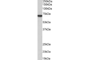 ABIN184636 (1µg/ml) staining of HepG2 cell lysate (35µg protein in RIPA buffer).