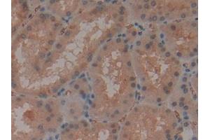 DAB staining on IHC-P; Samples: Human Kidney Tissue (CD235a/GYPA anticorps  (AA 20-91))
