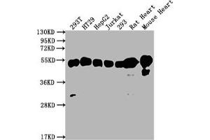 Western Blot Positive WB detected in: 293T whole cell lysate, HT29 whole cell lysate, HepG2 whole cell lysate, Jurkat whole cell lysate, 293 whole cell lysate, Rat Heart tissue, Mouse Heart tissue All lanes: ATP5F1B antibody at 1:2000 Secondary Goat polyclonal to rabbit IgG at 1/50000 dilution Predicted band size: 57 kDa Observed band size: 57 kDa