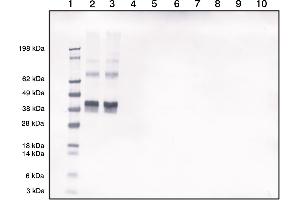 Morphine-ovalbumin conjugate detected by Western blotting using our polyclonal at 1in2000 dilution (1 = Marker, 2 =Morphine-Ovalbumin (50 ng), 3 =Morphine-Ovalbumin (50 ng), 4 =Blank, 5 =Blank, 6 =Ovalbumin (50 ng), 7 = Ovalbumin (50 ng)), 8 =Blank, 9 Blank, 10 =Blank) (Morphine anticorps)