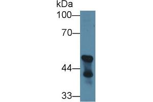 Western Blot; Sample: Mouse Cerebellum lysate; Primary Ab: 1µg/ml Rabbit Anti-Mouse CNP Antibody Second Ab: 0. (Cnpase anticorps  (AA 110-365))