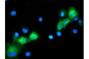 Anti-MAPK7 mouse monoclonal antibody (ABIN2454021) immunofluorescent staining of COS7 cells transiently transfected by pCMV6-ENTRY MAPK7 (RC203506). (MAPK7 anticorps)