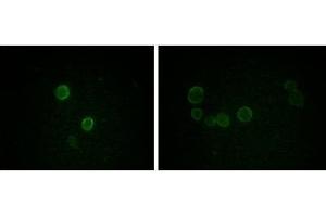 Immunofluorescence analysis of methanol-fixed L-02 (left) and Cos7 (right) cells using ApoM mouse mAb showing cytoplasmic and membrane localization.