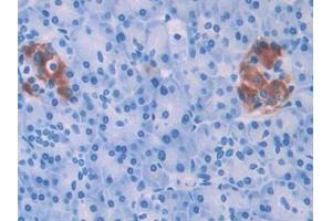 DAB staining on IHC-P; Samples: Human Pancreas Tissue (HPSE anticorps  (AA 54-278))