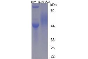 Image no. 3 for IgG2b peptide (Ovalbumin) (ABIN5666226) (IgG2b peptide (Ovalbumin))