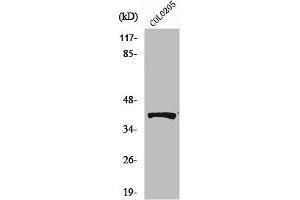 Western Blot analysis of HeLa cells using Renin Receptor Polyclonal Antibody (ATP6AP2 anticorps  (Internal Region))