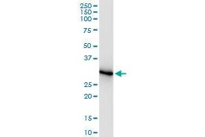 Immunoprecipitation of ORC6L transfected lysate using anti-ORC6L MaxPab rabbit polyclonal antibody and Protein A Magnetic Bead , and immunoblotted with ORC6L purified MaxPab mouse polyclonal antibody (B02P) .