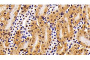 Detection of HMGB1 in Mouse Kidney Tissue using Polyclonal Antibody to High Mobility Group Protein 1 (HMGB1) (HMGB1 anticorps  (AA 1-215))