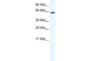 WB Suggested Anti-TAF1B Antibody Titration:  1.