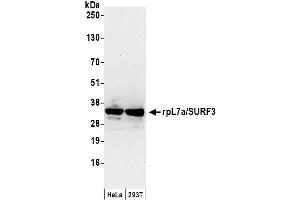 Western Blotting (WB) image for anti-RpL7a/SURF3 (C-Term) antibody (ABIN7453867) (RpL7a/SURF3 (C-Term) anticorps)