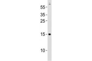 Western blot testing of Gabarapa antibody at 1:500 dilution + zebrafish lysate