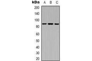 Western blot analysis of Ku80 (pT714) expression in A549 (A), HepG2 (B), COS7 (C) whole cell lysates.