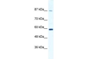 Western Blotting (WB) image for anti-Kinesin Family Member 23 (KIF23) antibody (ABIN2460846) (KIF23 anticorps)