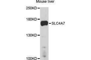 Western blot analysis of extract of mouse liver cells, using SLC4A7 antibody. (SLC4A7 anticorps)
