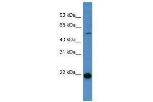 Western Blot showing CEACAM3 antibody used at a concentration of 1-2 ug/ml to detect its target protein.