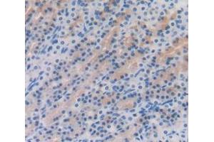 IHC-P analysis of Rat Tissue, with DAB staining. (Gastrokine 1 anticorps  (AA 27-151))