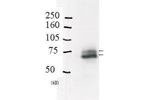 Western Blotting (WB) image for anti-E3 ubiquitin-protein ligase RAD18 (RAD18) (C-Term) antibody (ABIN2452086) (RAD18 anticorps  (C-Term))