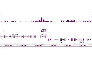 Histone H4K8ac antibody (pAb) tested by ChIP-Seq. (Histone H4 anticorps  (acLys8))