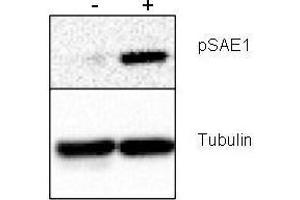 Western blot using  Rabbit anti-SAE1 pS185 antibody shows detection of phosphorylated SAE1. (SAE1 anticorps  (pSer185))