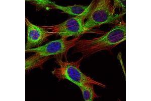 Immunofluorescence analysis of NIH/3T3 cells using ABL2 mouse mAb (green). (ABL2 anticorps)