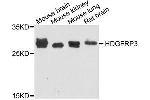 Western blot analysis of extracts of various cell lines, using HDGFRP3 antibody (ABIN5995765) at 1/1000 dilution.